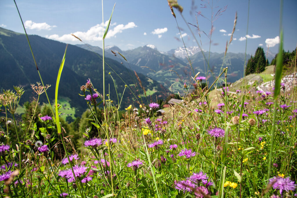 Alpenwiese Montafon